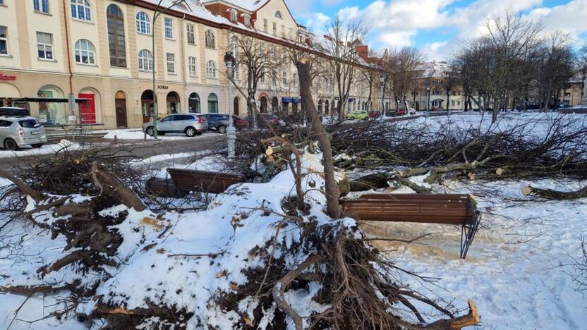 Vaizdas: Lietuvininkų aikštėje nuvirto didžiulė liepa.