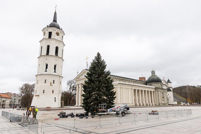 Vilniuje pradėta statyti Kalėdų eglė